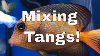 How to mix Multiple Tangs in One Tank