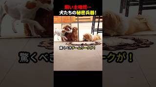 飼い主唖然…犬たちの秘密兵器！  #ほっこりショート