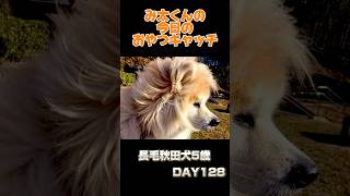 み太くんの今日のおやつキャッチ128日目#秋田犬 #shorts #毎日投稿