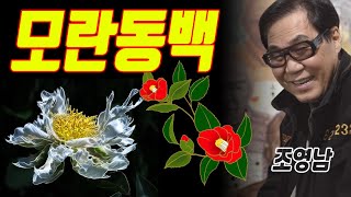 모란동백 - 조영남( HD Full 영상)
