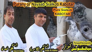 Ustad Ali Shaban|Puranay or Nayaab Sialkoti Kabotar|Ustad Ali Alamiri|Parwaz|Discussion|Old Breed