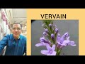 bachflower vervain