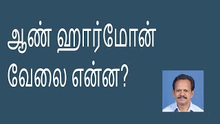 Testosterone male hormone work in man, ஆண் ஹார்மோன் வேலை என்ன?