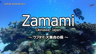 水中撮影 大集合の根 @ 沖縄 座間味島 4K 60p - Large set on coral @ Okinawa Zamami Island