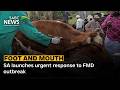 SA launches urgent response to FMD outbreak
