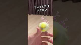 絶妙に撫でさせてくれないインコ #鳥 #セキセイインコ#shorts