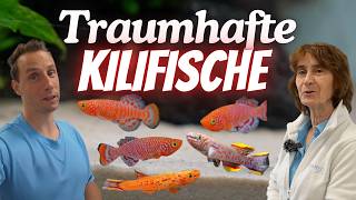 Fischvorstellung - Killifische in mega heftigen Farben!