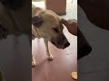 when dog senses your presence ❤️ shorts ytshorts goldenretriever cutepet animalscasa doglover