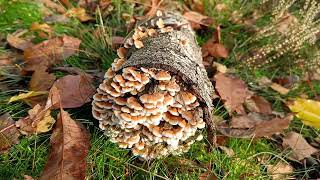 Autumn Walk in de Borkeld Markelo Nederland