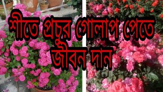 টবের মাটিতে গোলাপ গাছের সম্পূর্ণ পরিচর্যা/Rose plant a to z care