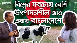 বিশ্বে সবচেয়ে বেশি উৎপাদনশীল গরুর জাত তৈরী হচ্ছে এখন বাংলাদেশে।Most productive cow breed inthe world