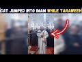 CAT JUMPED INTO THE IMAM WHILE PRAYING TARAWEEH IN ALGERIA !