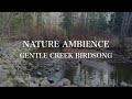 🇨🇦 4K Relaxing Nature Ambience 🍂 Gentle Creek Birdsong 🌊 Mindfulness Serenity