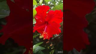 Beautiful flower's 🌺 മഴക്കാലം കഴിഞ്ഞു പൂക്കൾ കാണാം #flowers #rainscene #everyone #nature #rose