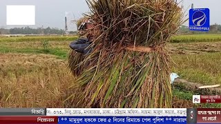 রাঙ্গুনিয়ায় অসহায় কৃষকদের ধান কেটে দিলেন উপজেলা মহিলা ভাইস চেয়ারম্যান এ্যাড  আয়শা আকতার