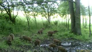 Warchlaki / European wild boar piglets