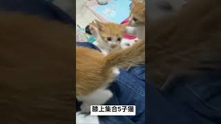 膝上に集まる子猫5姉妹 #猫 #cat #子猫 #保護猫 #kitten #ねこ #こねこ #animal #babycat #shorts