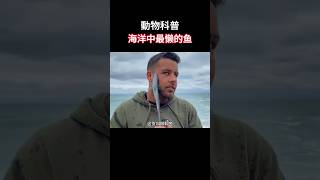 【动物科普】海洋中最懒的鱼！