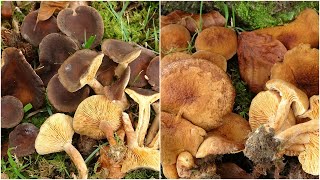 Lactarius subumbonatus, dos formas distintas para una sola especie