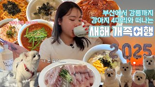 🦧강아지 4마리와 함께 떠나는 강릉여행이라쓰고 절망편이라 읽는다I강릉 설송하녹,녹원식당 가오리찜,동화가든 짬뽕순두부,감자옹심이,장칼국수,새해 떡국,방어모듬회I강아지동반여행vlog