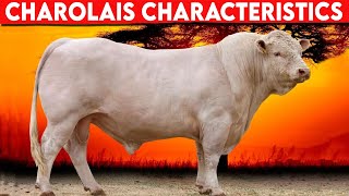 ⭕ Cattle Breeds CHAROLAIS Characteristics ✅  CHAROLAIS   Cattle  // Bulls