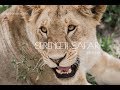 On Safari in Tanzania! The Serengeti Experience