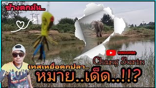 เทสเหยื่อ❗หมายเด็ด‼️มีตัวเป็นโดนแต่🙅⁉️ Chang Surin