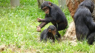 イブキの精神安定剤マリナ（Ibuki's tranquilizer Marina）　多摩動物公園　チンパン 　202306