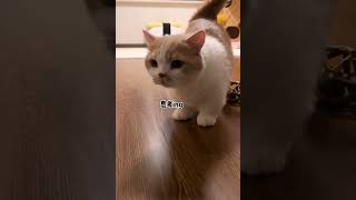 当我把猫咪叫声放给我的猫听…