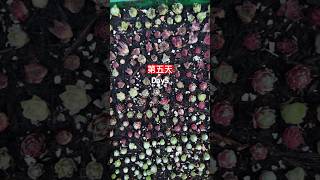 Sempervivum cuttings propagation . Day 5 多肉长生草扦插第五天 #多肉植物 #succulent