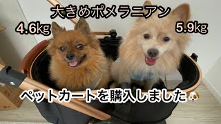 ペットカートを購入しました🐶【ポメラニアンの多頭飼い】【SKISOPGO】