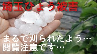 【埼玉ひょう被害】…言葉にならず…無編集です