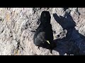 alpine chough die alpendohle