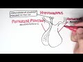 endocrinology overview