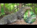 berburu biawak full babon lanjutan vidio kemarin