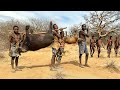 Hadzabe Tribe | Bush Pig Hunt And Cooking. hunter's life