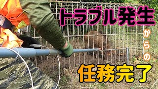 閲覧注意【有害鳥獣駆除】箱ワナでイノシシゲット🔥止めさし用の針が折れました(*_*;／