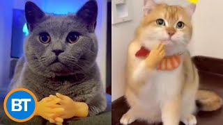 We can't stop watching these videos of cats wearing 'human hands'