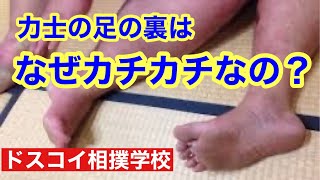 【大相撲】足の裏はカチカチなの？【ドスコイ相撲学校】