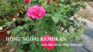 Hồng ngoại Ramukan Rose - Hoa hồng Nhật tuyệt đẹp bạn nên sở hữu