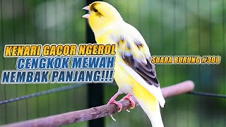 SUARA BURUNG |300| Kenari GACOR PANJANG INI Cocok untuk Masteran KENARI PAUD dan Kenari Macet BUNYI