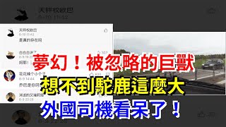 夢幻！被忽略的巨獸，想不到駝鹿這麼大，外國司機看呆了！，[熱點軍事]