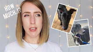 THE HIDDEN COSTS OF GETTING A DOG | (Ps. Contains lots of greyhound advice)