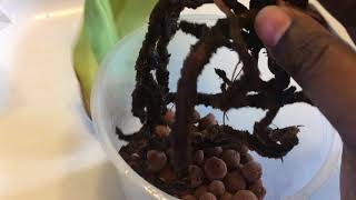 Ferncrafts: How not to repot paphiopedilums-Jan, 2018