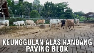 Keunggulan Alas Paving Blok Kandang Ternak Sapi