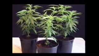 growing marihuana step by step ej.uz/kanepe