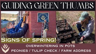 SIGNS OF SPRING // OVERWINTERING IN POTS //  TULIP CHECK // PEONIES