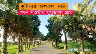 কুষ্টিয়ার তালতলা মাঠ যেন নওগাঁর ঘুঘুডাঙ্গা গ্রাম  Palm Tree Road in Kushtia