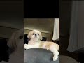 お気に入りの場所『ソファの背もたれ』 シーズー shihtzu 犬のいる生活