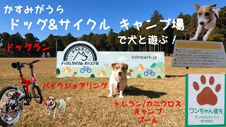 かすみがうら ドッグ\u0026サイクル キャンプ場で犬とバイクジョアリング、カニクロス/トレラン、ドッグラン / Bikejoring and Canicross with Jack Russell